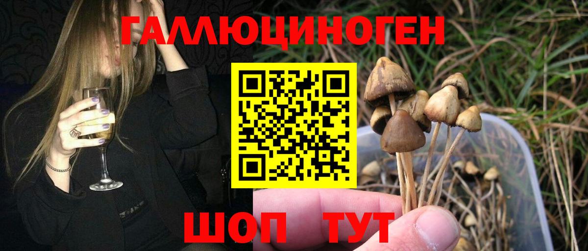 Звенигород  Псилоцибиновые грибы Psilocybe  Вход с VPN 